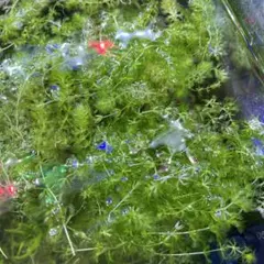 ミーヤ様 リクエスト 2点 まとめ商品