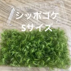 シッポゴケ　Sサイズのサムネイル