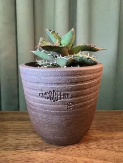 2025年最新】チタノタ悪魔くんの人気アイテム - メルカリ