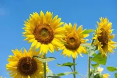 専用　【Lサイズ】リアルツリー柄 カモ柄 ワイドパンツ デニム