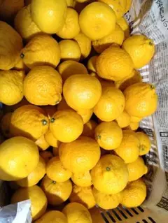 しーちゃん様専用です