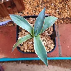 2026年最新】パラサナ 斑入りの人気アイテム - メルカリ