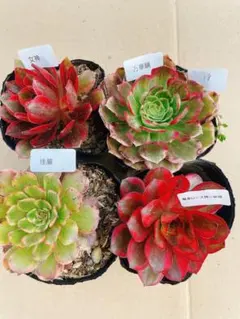 18 多肉植物 アエオニウム 抜き苗 4種セット