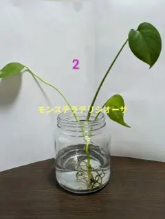 超希少！！！モンステラ・デリシオーサ “ポンポン 極上茎 発根済み