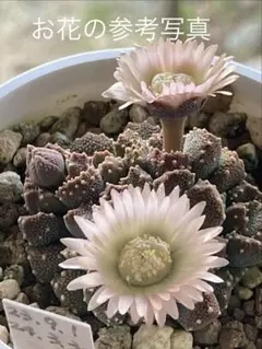 ぽんすけ様 リクエスト 3点 まとめ商品