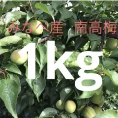 発祥の聖地　朝採り　和歌山みなべ産 南高梅 青梅 1kg小粒のサムネイル