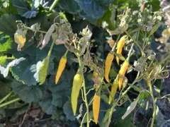 まめりんこ様 リクエスト 2点 まとめ商品