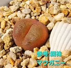 2025年最新】コノフィツム マウガニーの人気アイテム - メルカリ