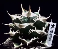 2026年最新】金蝉 アガベの人気アイテム - メルカリ