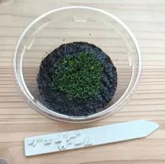 P. willinckii Jade Girl 前葉体 ビガクシダ0701のサムネイル