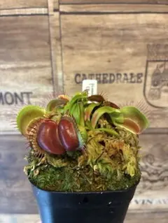 食虫植物　ハエトリソウ CK Biohazard 1 食虫植物ハエトリソウ biohazard 1 CK - メルカリ