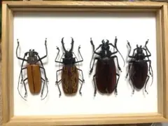 2026年最新】カミキリムシ 標本の人気アイテム - メルカリ