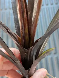Aechmea ‘Black on Black'のサムネイル