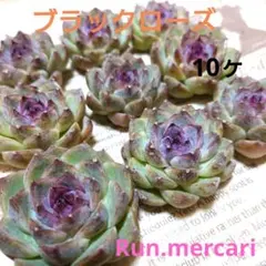 ★ブラックローズ♪★多肉植物【カット苗】