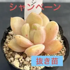 まつぱいん様 リクエスト 3点 まとめ商品