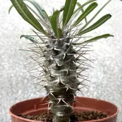 2025年最新】パキポディウム ラメリーの人気アイテム - メルカリ