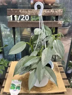 2025年最新】フィロデンドロンシルバーメタルの人気アイテム - メルカリ