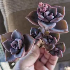 群生苗　多肉植物　寄せ植え用