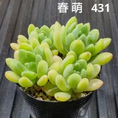 春萌 4株 431 セダム 多肉植物 抜き苗