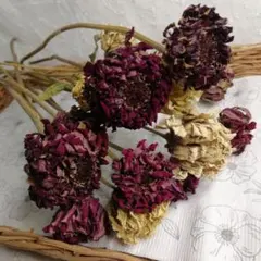 【ドライフラワー】百日草　ヒャクニチソウ　ジニア　21〜26cm　15本