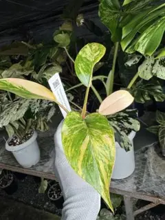 あぶ様 リクエスト 2点 まとめ商品