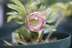 2026年最新】蜃気楼 クリスマスローズの人気アイテム - メルカリ