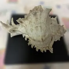 貝殻 巻貝 トウカムリガイ 23cm 海の貝殻 インテリア 置物 - メルカリ