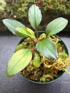ホマロメナSPマカハム　フルのサムネイル