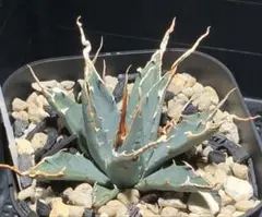 2026年最新】エボリスピナ陽炎の人気アイテム - メルカリ