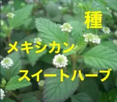 バハマさん様 リクエスト 3点 まとめ商品