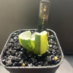 の*る様 万象　クモの巣錦　超美株　糊斑　極上班 の*る様 万象 クモの巣錦 超美株 糊斑 極上班