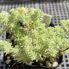 多肉植物 セダム 斑入りパリダム 抜き苗