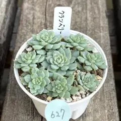 syrar様 リクエスト 3点 まとめ商品