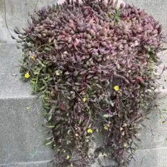 ルビーネックレス 多肉植物 10cmカット苗 10本