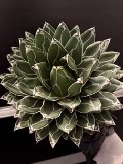 2026年最新】アガベ ホリダ 大株の人気アイテム - メルカリ