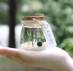 MARIMO まりも　貝殻　飼育セット