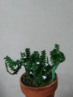 2026年最新】アングレカムディスティカムの人気アイテム - メルカリ