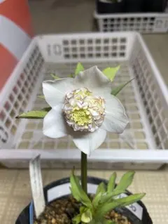 2026年最新】加藤農園モーリーの人気アイテム - メルカリ