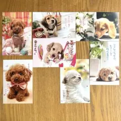 【組み合わせ自由】　犬のポストカード　７枚セット　B