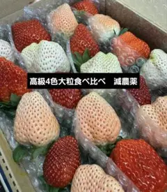 いちご　イチゴ　苺　減農薬　大粒