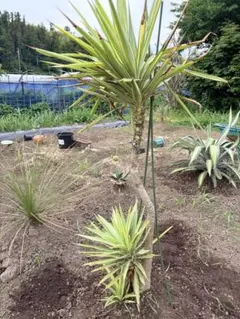 Yucca gloriosa 