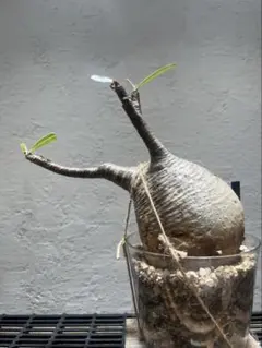 2025年最新】グラキリス ベアルートの人気アイテム - メルカリ