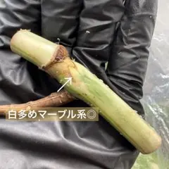 ちーちゃん様 リクエスト 2点 まとめ商品