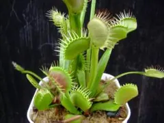 Mercurius様 リクエスト 3点 まとめ商品