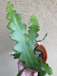 ジグザグカクタス　苗のサムネイル