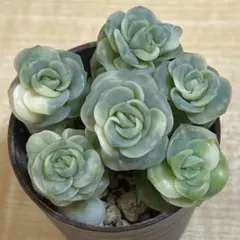 ❤️専用出品❤️ラブリーローズ錦❤️葉挿しっ子③❤️           ★セール♪★ 多肉植物 ラブリーローズ錦の通販 by Nan申請前に必ずコメント必要｜ラクマ