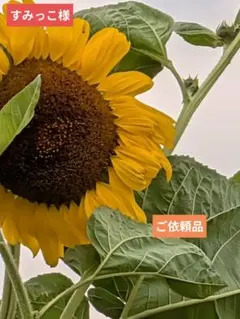 [すみっこ様] エクストラクール ボディスクラブのサムネイル