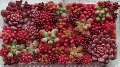 多肉植物　セダムカット苗セット④ピンクルルビー・乙女心