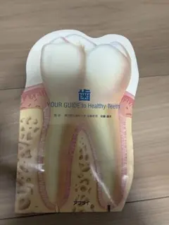 歯 YOUR GUIDE to Healthy Teeth