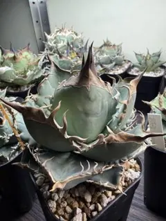 2025年最新】オテロイ 実生 選抜の人気アイテム - メルカリ